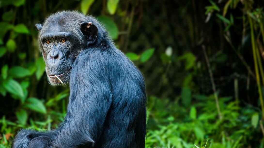 Gli animali sono i nostri salvatori 