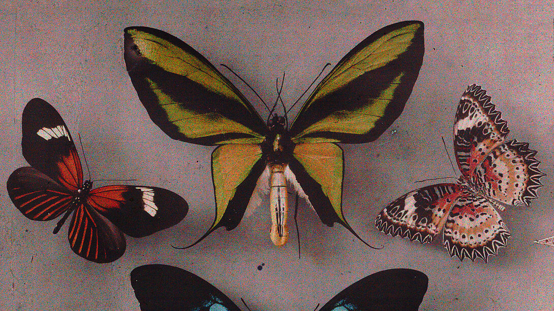 True colors. Color in photography from 1849 to 1955, artwork in exhibition. Courtesy of Albertina Museum
