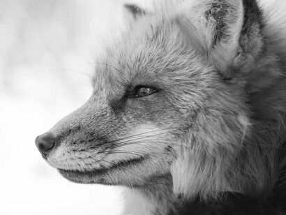 La volpe, da cui deriva il termine "alopecia"