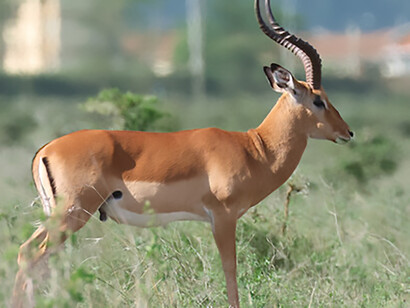 Impala, Nairobi National Park, (c) Gehan de Silva Wijeyeratne