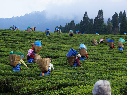 Tea Festival in Assam