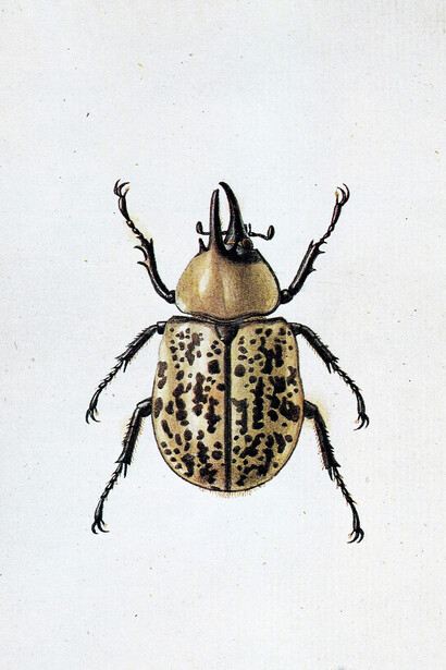 Escarabajo Hércules del este, «Dynastes tityus»