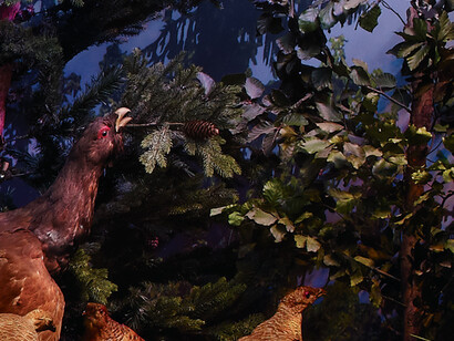 The Alpine bioregion. Courtesy of Grigore Antipa National Museum of Natural History