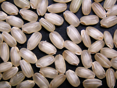 Omachi rice produces a spicy, herbal and very complex sake