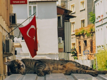 Istanbul's vibrant scenery as a cat rests gracefully on the hood of a car, with Turkish national flag behind