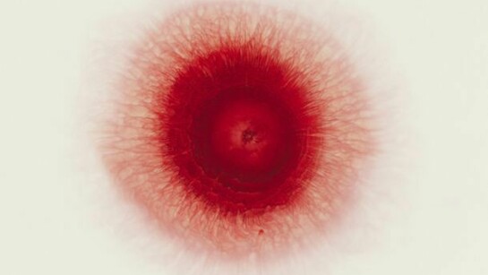 Ori Gersht, Love Me Love Me Not 2, 2013, Archival Ink Print, 120x120 cm