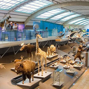 Gallery of Evolution. Courtesy of Royal Belgian Institute of Natural Sciences