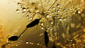 Haiku. Gotas de rocío entre las ramas