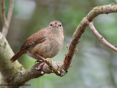 Bird watching in london