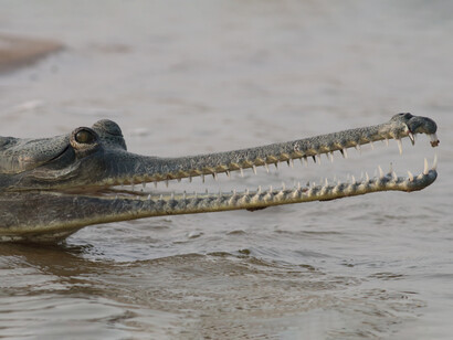 Gharial have rows of pointed teeth © Gehan de Silva Wijeyeratne