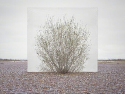 Tree... Courtesy of Yossi Milo Gallery