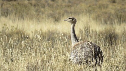 Suri o Rhea Pennata pasea por la naturaleza