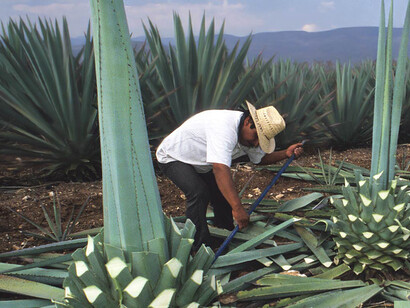 Estrazione del tronco dell'agave