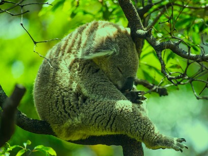 Pereza animal