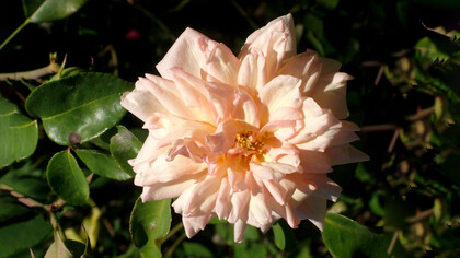 Rosa Dr. Grill di J. Bonnaire, 1886, foto di N. Campanella