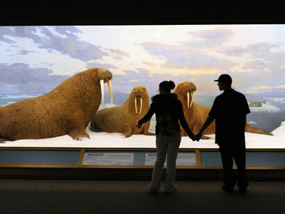Wildlife Exhibits. Courtesy of Denver Museum of Nature & Science
