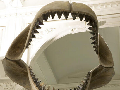 Hall of Vertebrate Origins. Courtesy of American Museum of Natural History
