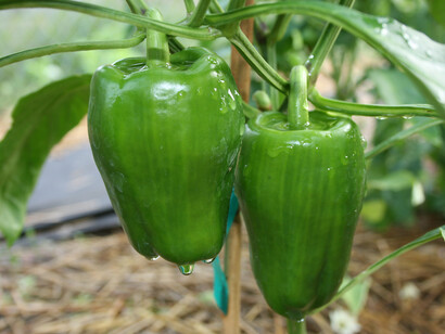 Delicious green peppers