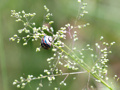 «Sphaerocoris annulus», mejor conocido como insecto Picasso