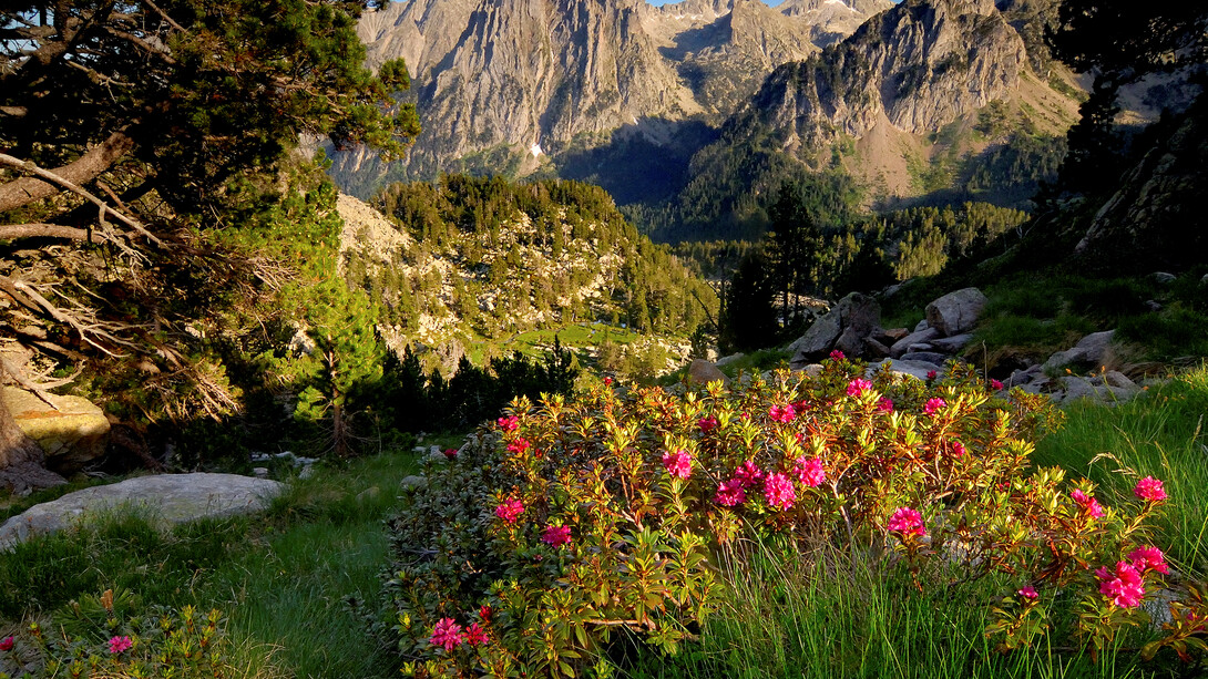 Explosión de colorido de alta montaña. Foto: Arxiu del Parc Nacional d’Aigüestortes i Estany de Sant Maurici