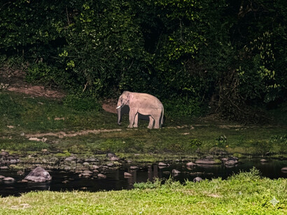 Sous les ombres épaisses des plantations, l’éléphant se baigne lentement, indifférent aux drames humains : contraste saisissant avec le parcours chaotique de voyageurs pris au piège de l’administration