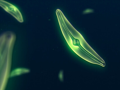 Vista microscópica del fitoplancton. En el océano Antártico también se han observado numerosas floraciones de fitoplancton bajo el hielo, como demuestran los flotadores biogeoquímicos Argo