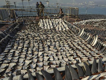 Legal battles continue between municipal governments and local businesses, who are divided on the sale, possession, and consumption of shark fins