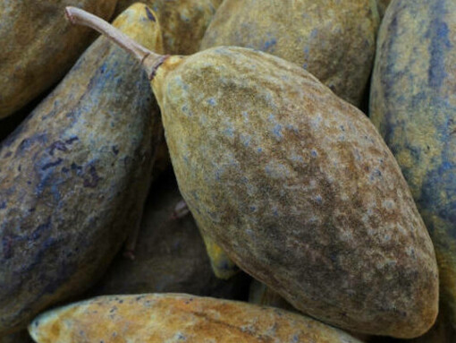 Baobab fruit, often called the "Tree of Life," is rich in vitamin C, fiber, and antioxidants, making it a powerful superfood with numerous health benefits
