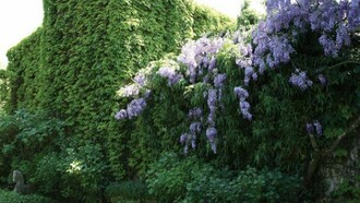 La facciata anteriore della piccola fortezza medievale scompare sotto un manto di vite e un fitto glicine.