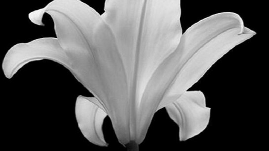 Hiroyuki Arakawa, The Quiet Japanese Lily, 2006, 90cm x 90 cm giclee print Edition of 6