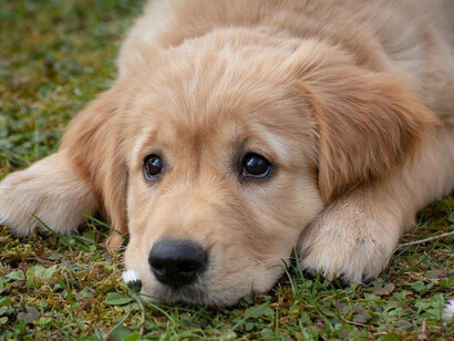 Abandon des animaux. Près de 100 000 chiens et chats sont abandonnés chaque année par leurs maîtres à l’approche de l’été