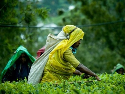 Anche sotto la pioggia la raccolta del tè procede