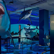 Requins, vue de l'exposition. Avec l'aimable autorisation du ROM