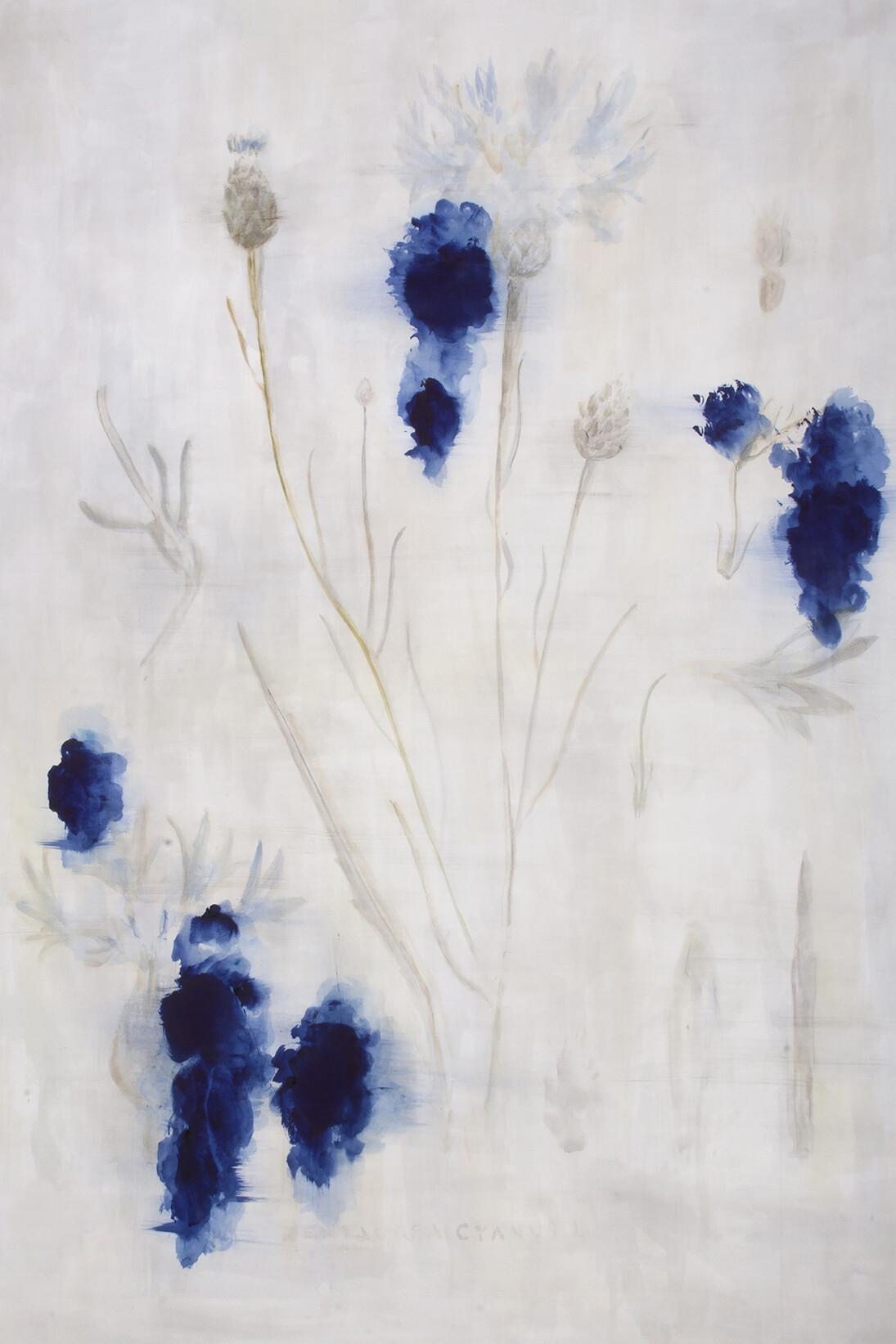 Uwe Wittwer, Cornflower, 2015, Watercolour, 76 × 57 cm © Uwe Wittwer 2015. Courtesy Parafin, London