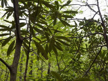 Hilary Tolan, Forestland, 2022. Courtesy the artist and Kingston Gallery