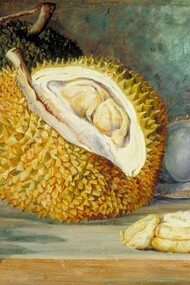 Marianne North, Durian Fruit from a Large Tree, 1876