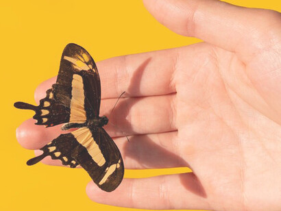 A close-up shot of a butterfly perched on a hand embodies themes of personal transformation and emotional growth
