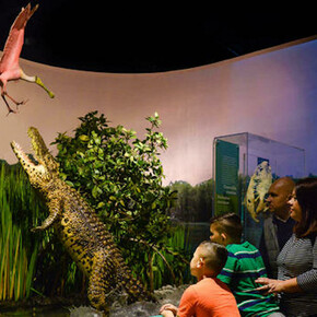 Welcome to Cuba. Courtesy of American Museum of Natural History