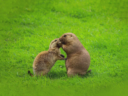 The European Rewilding Network already has 75 rewilding initiatives