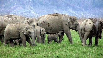 Wild elephant habitats and migration routes are threatened by mining in name of self-reliance © Ashish Kothari