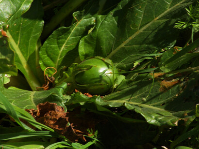 Mandragora