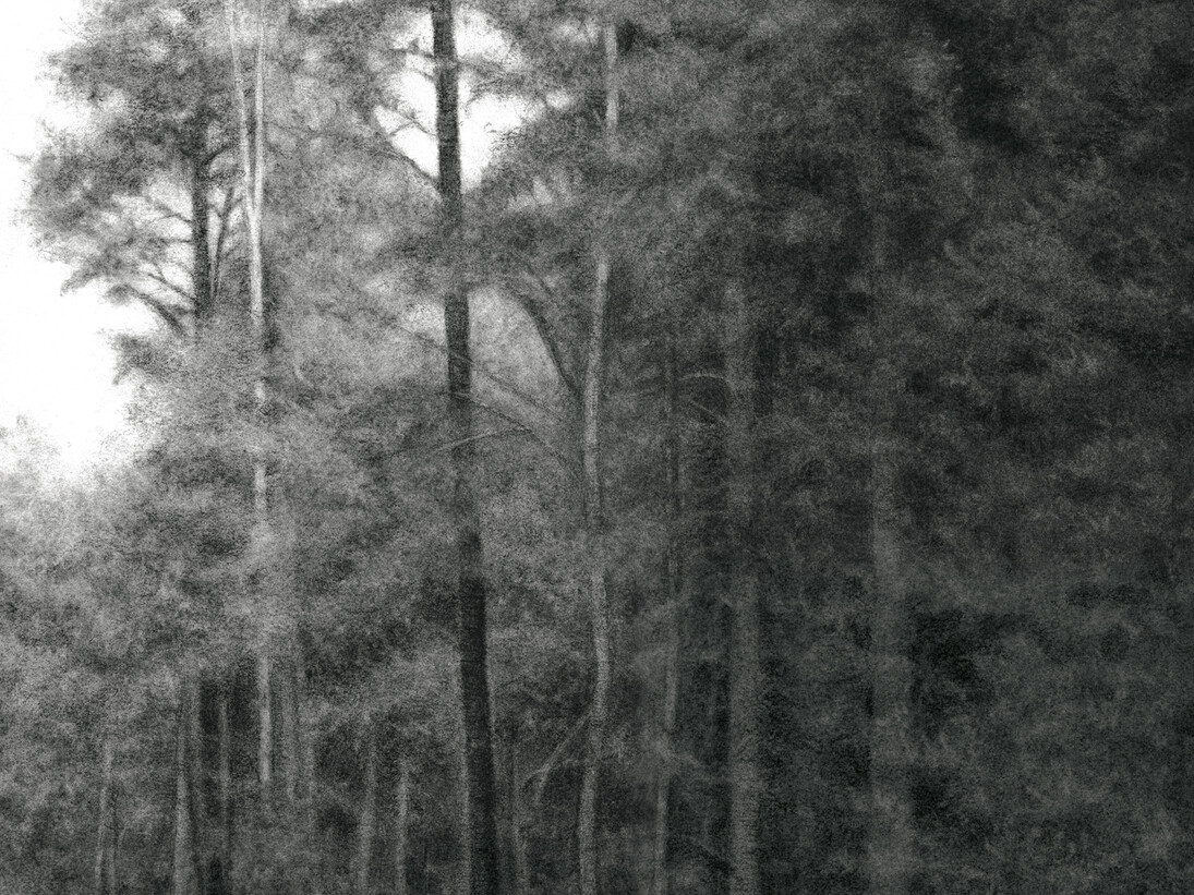 Sue Bryan, Woodside (Roadside), detail, 2013, charcoal and carbon on Arches paper, 15 x 15 inches unframed