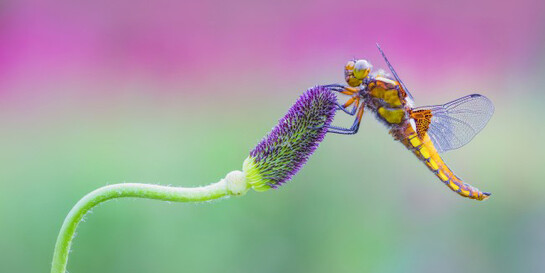 British Wildlife Photography Awards 2017. Courtesy of Horniman Museum and Gardens