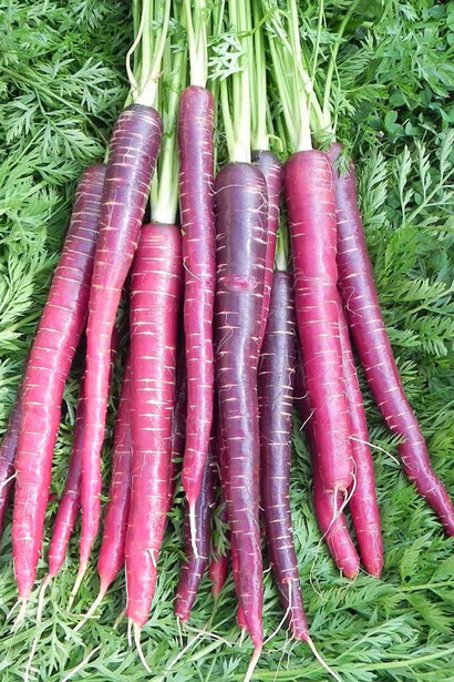 Purple carrot selection