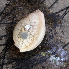 How to talk with birds, trees, fish, shells, snakes, bulls and lions. Courtesy of Hamburger Bahnhof
