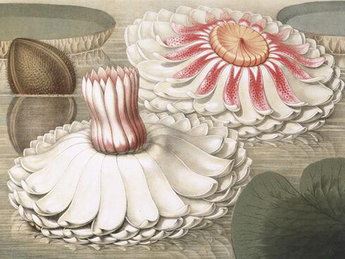 Illustrated Books. Courtesy of Amon Carter Museum of American Art