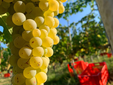 Vineyards stretching across the hills of Novello, Italy by Federico Moznich