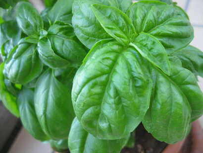 Foglie di basilico