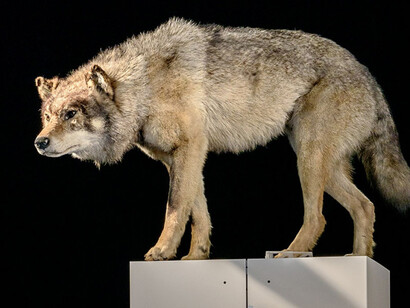 Sielmann! Courtesy of Museum für Naturkunde