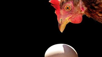 Una gallina mirando un huevo